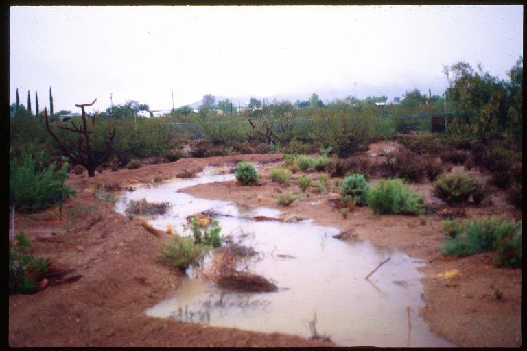 Swale with water in it