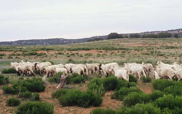 Black Mesa sheep med. websize